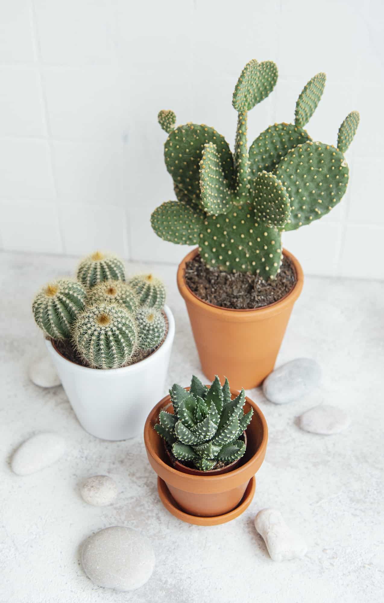 Houseplants on the table